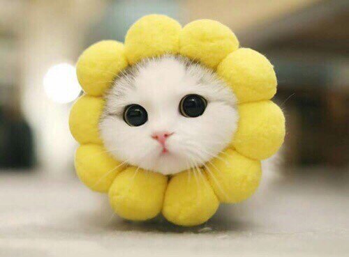 Коты и Кошки