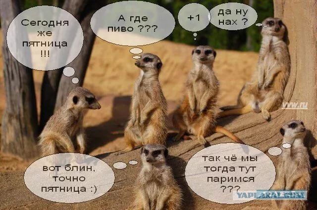 Жизнь как она есть 2
