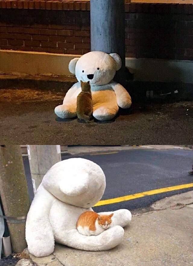 Коты и Кошки