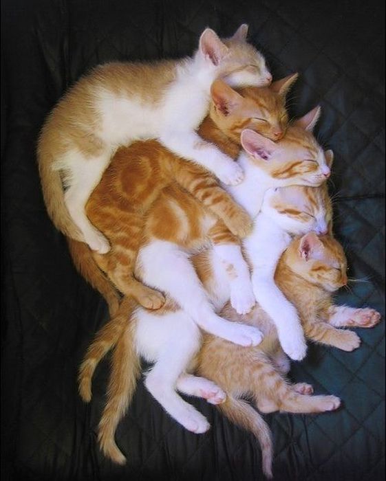 Коты и Кошки