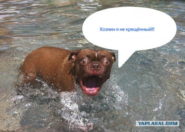 Жабельный собакен