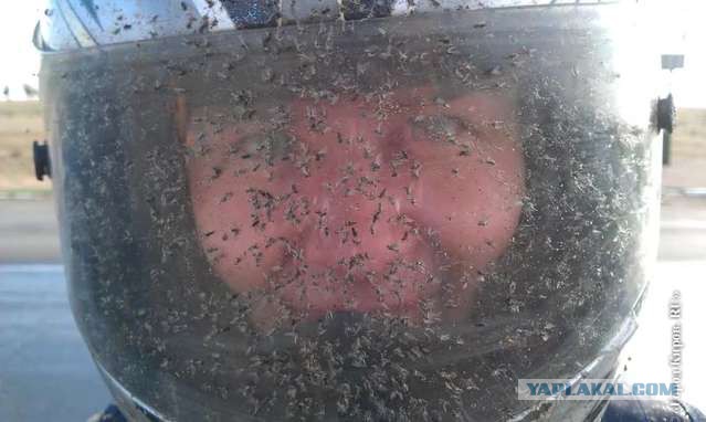 Самые надоедливые насекомые на Земле