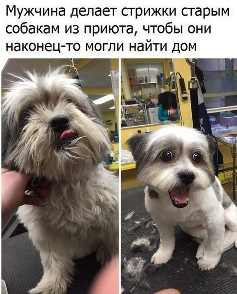 Подборка забавных животных