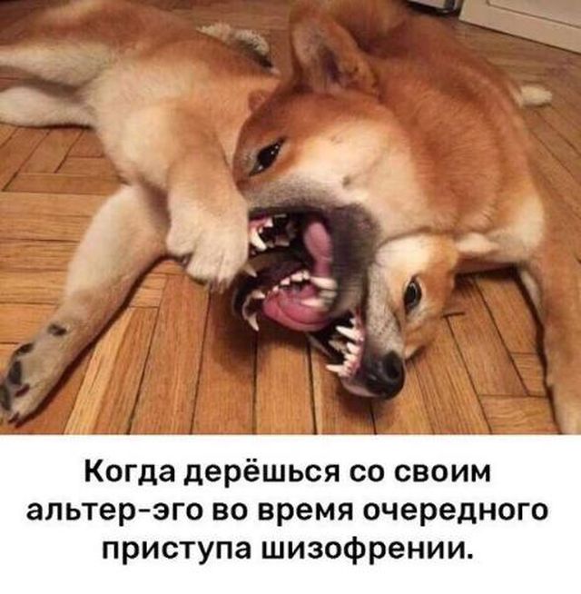 Подборка забавных животных