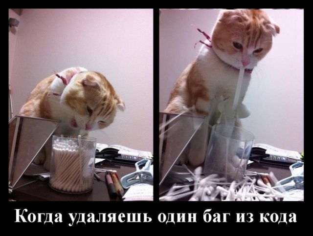 Коты и Кошки