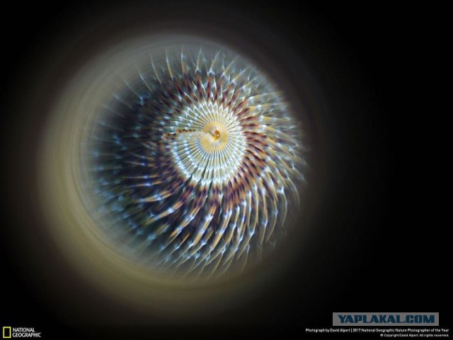 Финалисты конкурса фотографий National Geographic