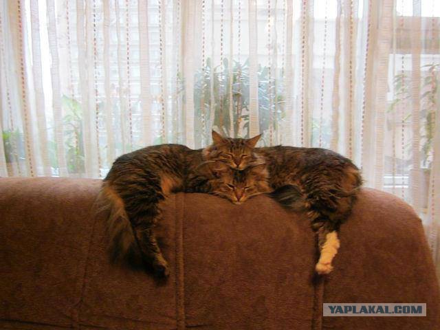 Котовторник  05.12.2017