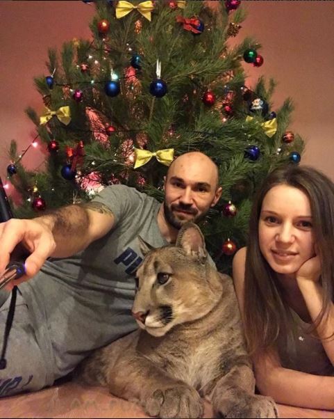 Пума и новогодняя елка