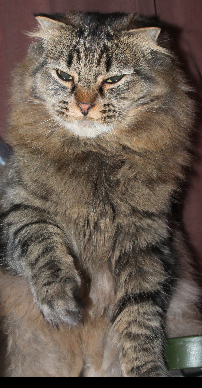 Котовторник  23.01.2018