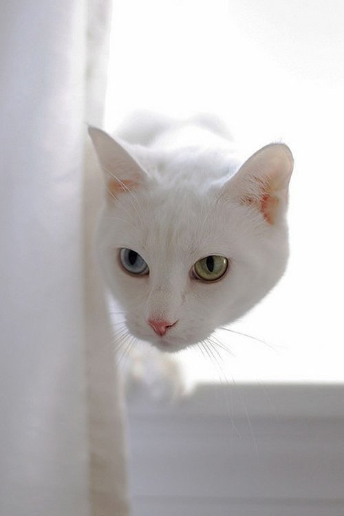 Фотобомбы котов
