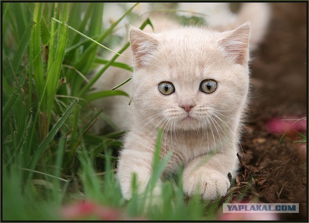 Даёшь Котовторник на ЯПе! (29.07.08)