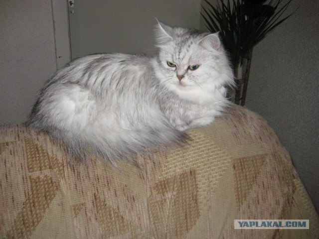 День котов