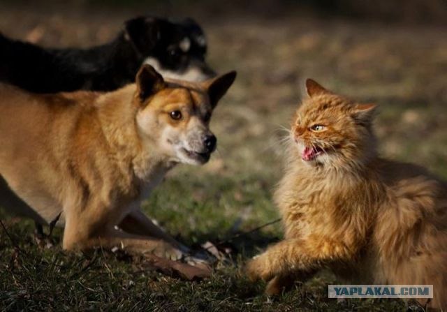 Котовторник уже сегодня!