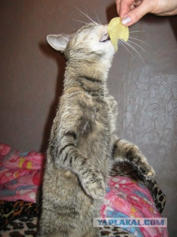 Котовторник! 08.11.11