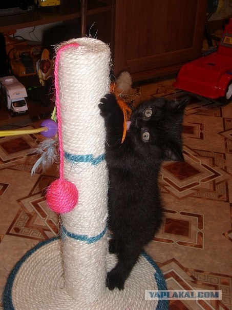 Котовторник (31.01.2012)
