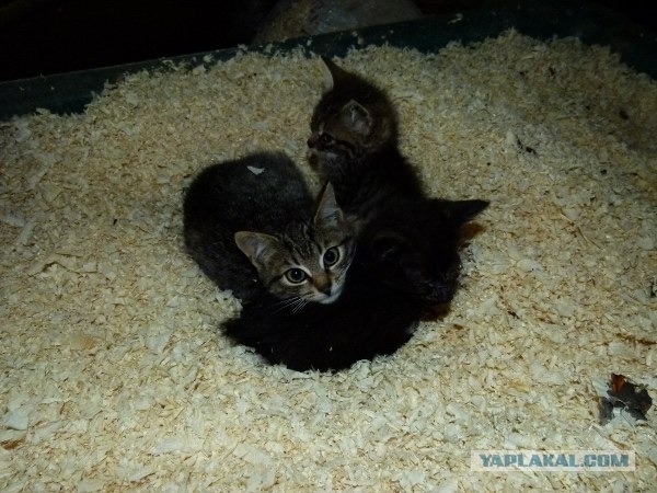 Котовторник  16.10.12