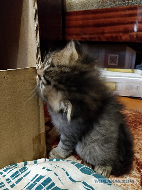 Изверги не кормят кота