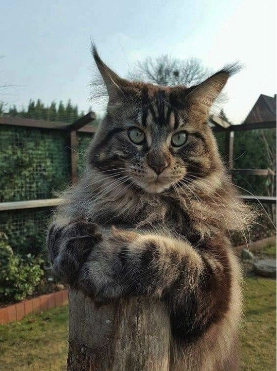Забавные фото котеек