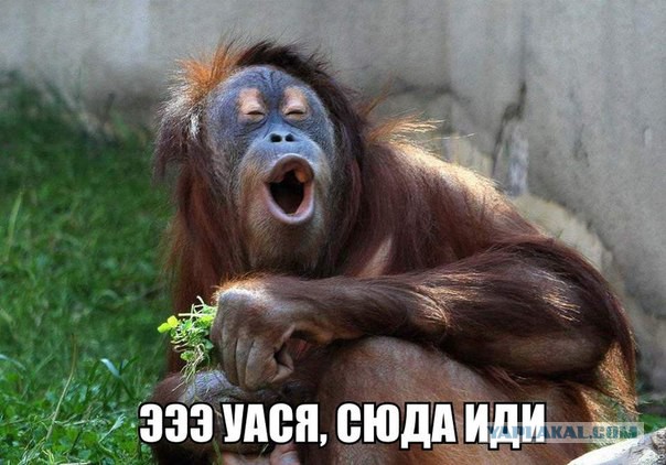 Зачем мусульмане в Иране облизывают решетку мечети?