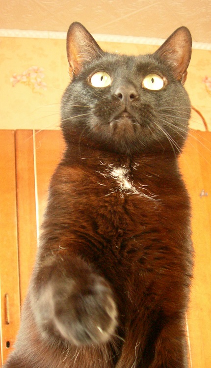 ̶К̶о̶р̶о̶н̶  Котовторник!