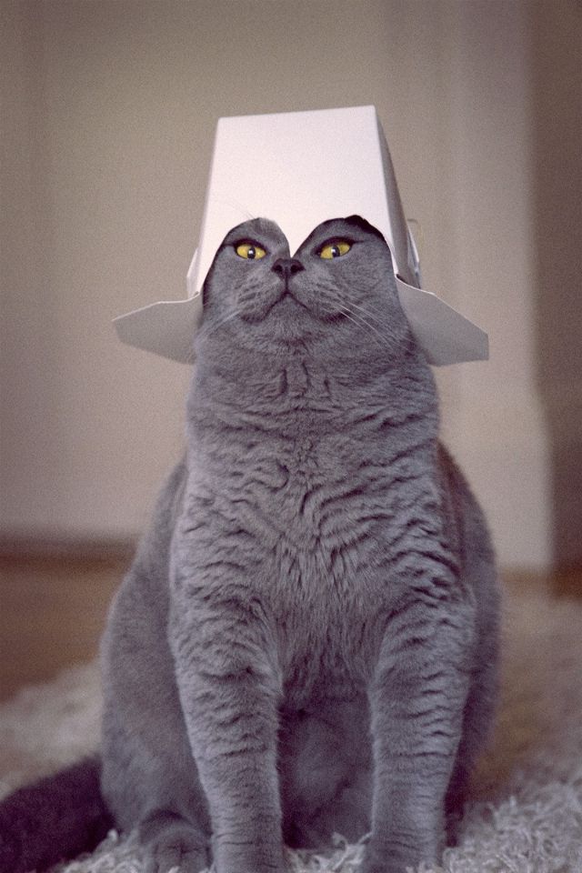 Эти забавные животные