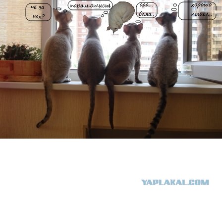 Котэ-креведко