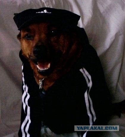 Шарик с друзьями