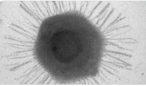 На дне Марианской впадины найдены гигантские вирусы