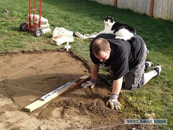 Коты, которые чихать хотели на ваше личное пространство