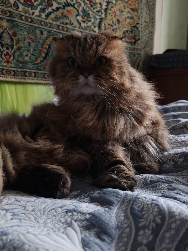 Котовторник