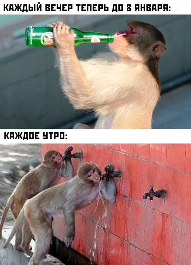 Весёлый полтишок 03.01.25