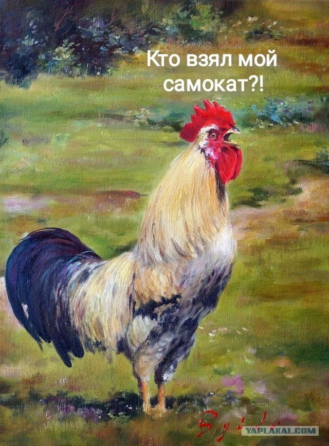 Все арендные электросамокаты отключили в Челябинске — их заблокировали, опечатали и прямо сейчас увозят с улиц