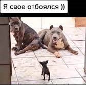 Романы кручу, замуж не хочу.