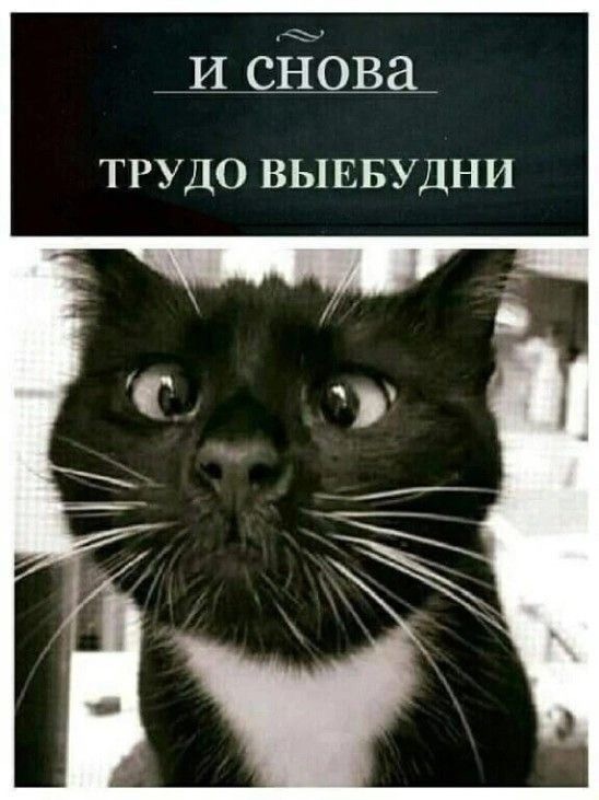 Картинки для деградации 9 (разной степени свежести)
