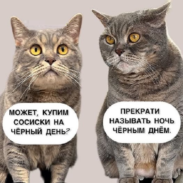 Подборка картинок-баянов с котиками и про котиков. Выпуск 21