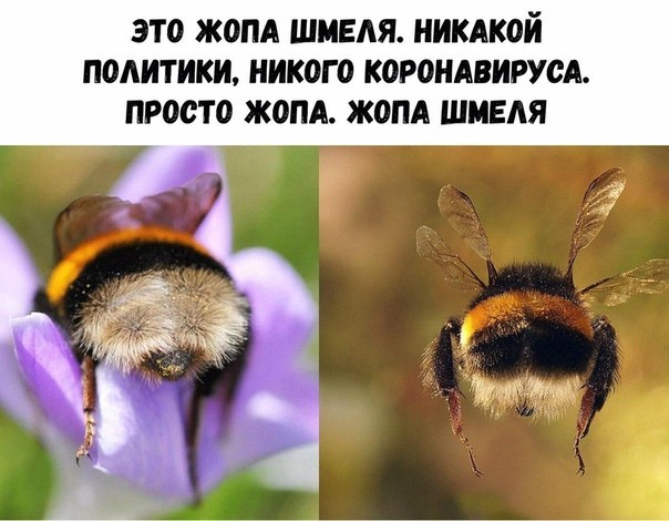 Жопки - попки разыскиваются! ¡!