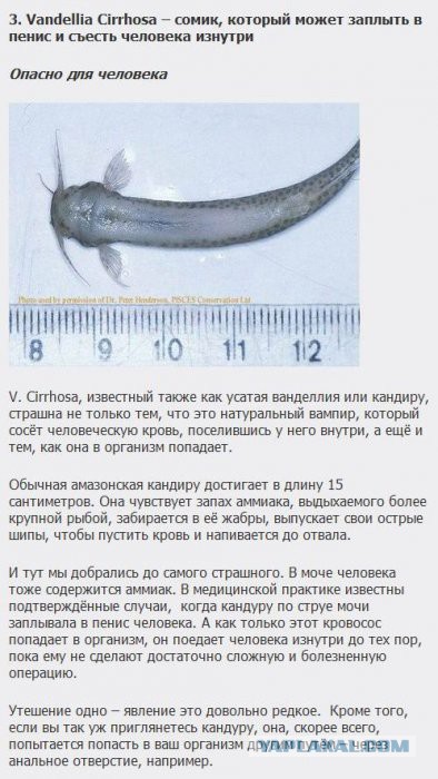 Существа, которых стоит бояться