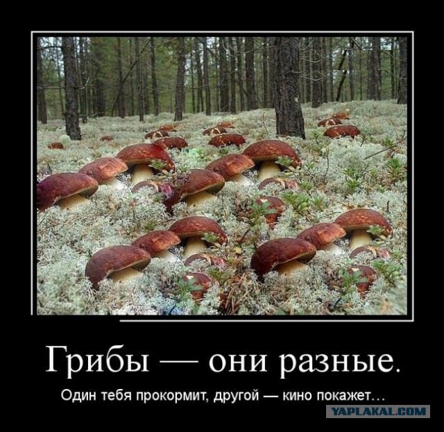 Демотиваторы.