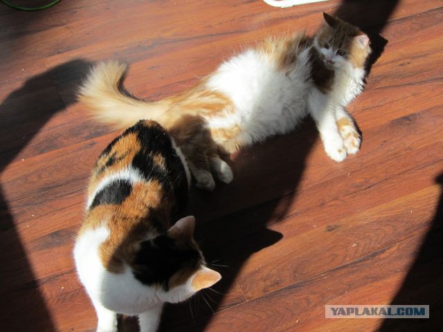 Котовторник 01.04.2014
