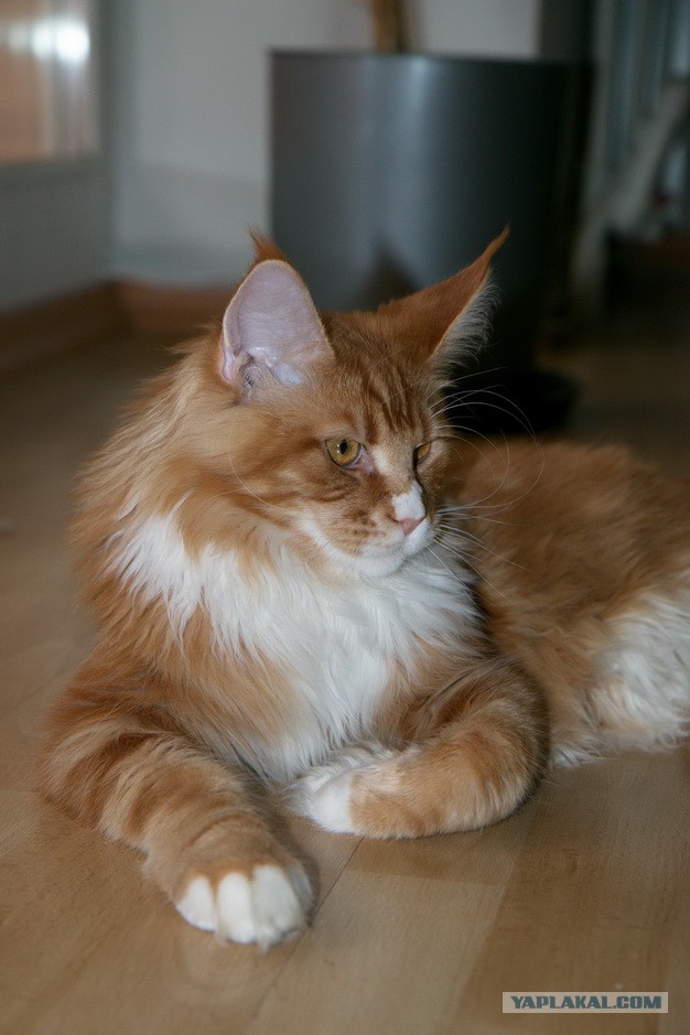 Котовторник 17.06.2014