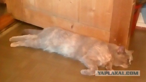 Котовторник 22.07.14