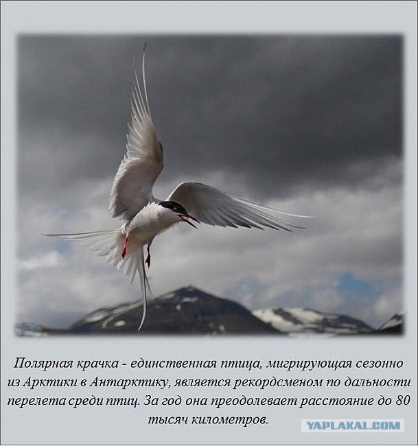 Интересные факты обо всем на свете
