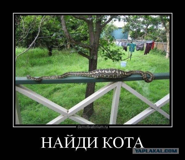 Маскировка животных: существа, имитирующие