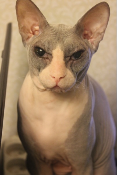 Котовторник 04.11.2014