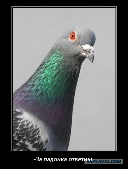 Голуби падонки