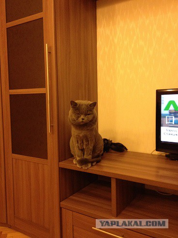Котовторник   02.06.2015