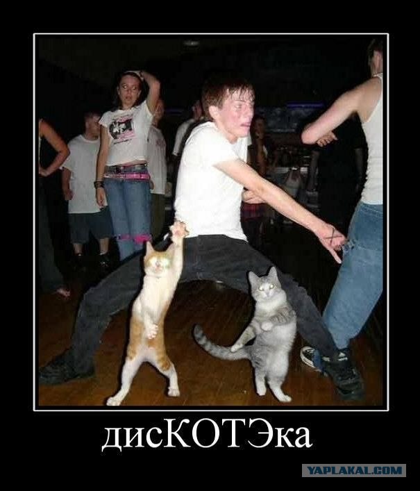 Котосеть