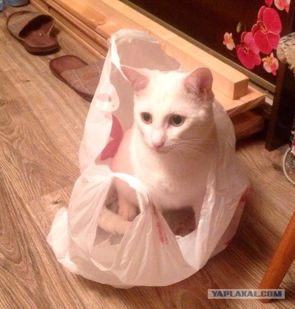 Котовторник 25.08.2015