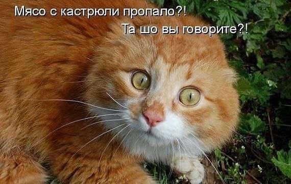 Котопост