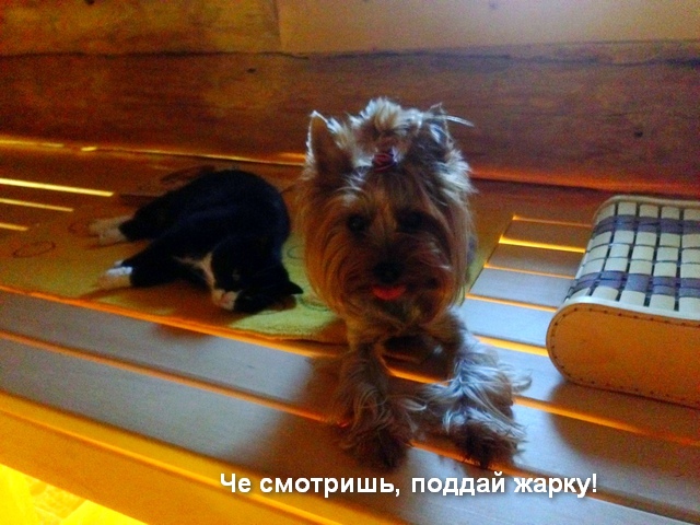 Четверг? тогда собакены